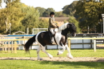 S2 - TSR Ridden Pony Showing portfolio