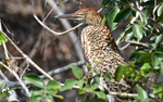 Rufescent Tiger Heron juvenile