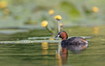 Little Grebe - Tachybaptus ruficollis