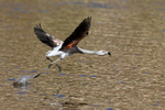 Chilean Flamingo (immature) starts take off run, Machuca, Chile