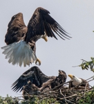 Bald Eagle returning to nest