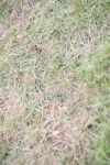 SBM_10091
