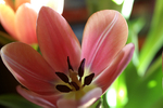 Flowers Set 13 - 02