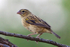 Possible Yellow-mantled Widowbird