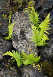 DANCING FERNS - BRUCE COUNTY