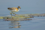 Lesser Jacana