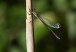 Willow Emerald Damselfly