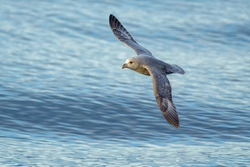 Fulmar