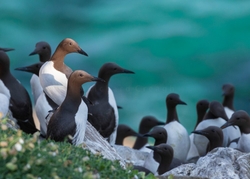 Guillemots