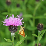 Black Knapweed Centaurea nigra
