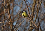Great Tit