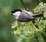 Willow Tit