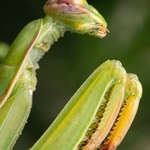 Praying Mantis adult ♀(Mantis religiosa)