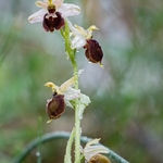 Archipelago Orchid (Ophrys archipelagi)…  synonymous with O.x arachnitiformis or  O x arachnitiformis Nm ‘archipelagiT