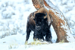 Bison rubbing against tree, Yellowstone National Park, Wyoming