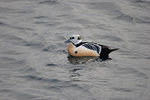 Steller's Eider