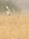 Short-eared Owl diving, Hawling, Gloucestershire