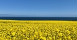 Blue Blue Yellow.