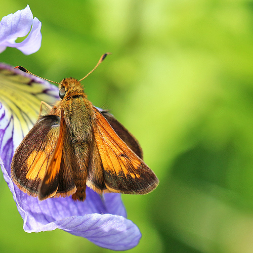 Hobomok Skipper