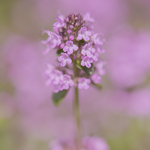 Thyme
