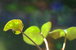 Flowers 15 - 03