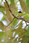 Common Tody-Flycatcher perched looking down, Tortuguero, Costa Rica