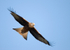 Red Kite