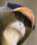 De Brazza's Monkey