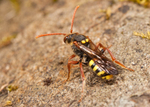 N. marshamella (f)
