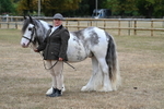 Class 5 Most Handsome Gelding (up to 14.2hh) portfolio