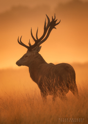 Red Deer