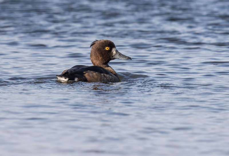 Tufted Duck - St Aidans RSPB - Leeds