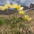 Sulphur Pasque flower (Pulsatilla alpina ssp apiifolia  also P. sulphurea),