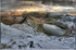 Winter Scene