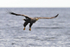 White-tailed Sea-eagle on a gliding approach to pick up fish bait