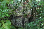 Early Autumn Wetland