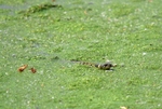 May 2011 - Grass Snake