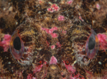 Myoxocephalus scorpius
