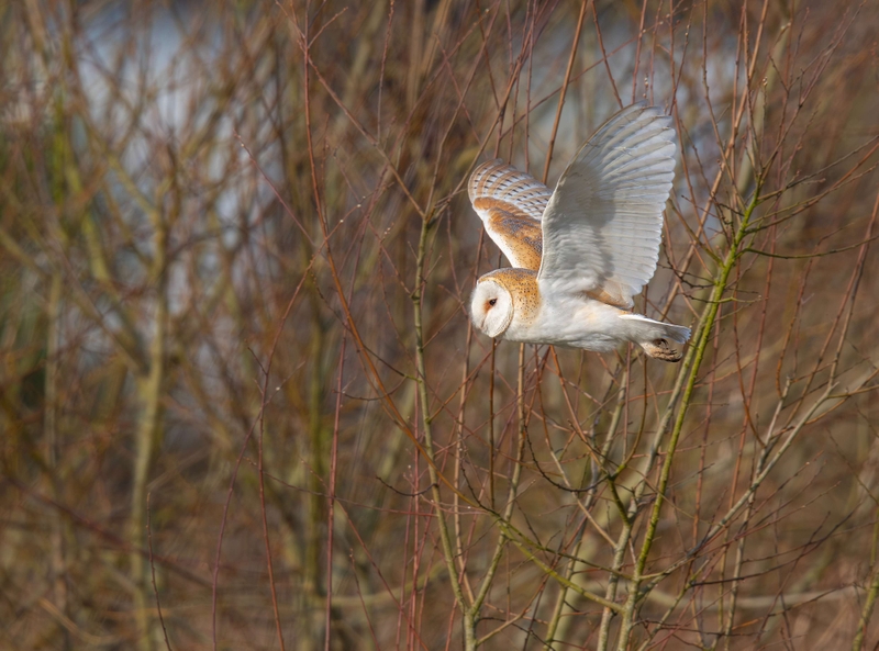 Barn Owl - Lunt Meadows nature reserve - Thornton - Liverpool