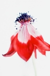 Anenome-1