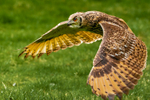 indian eagle owl bubo bengalensis-9698