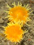 Balanophyllia regia
