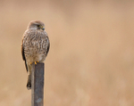 Kestrel