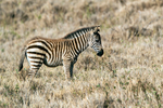 Plains Zebra foal