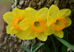 Daffodil x 3