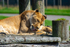 Lion - DSC_9626