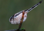 Long-tailed 1