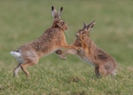 Brown Hare