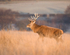 Red Deer Stag