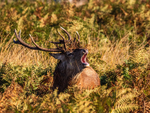Red Deer